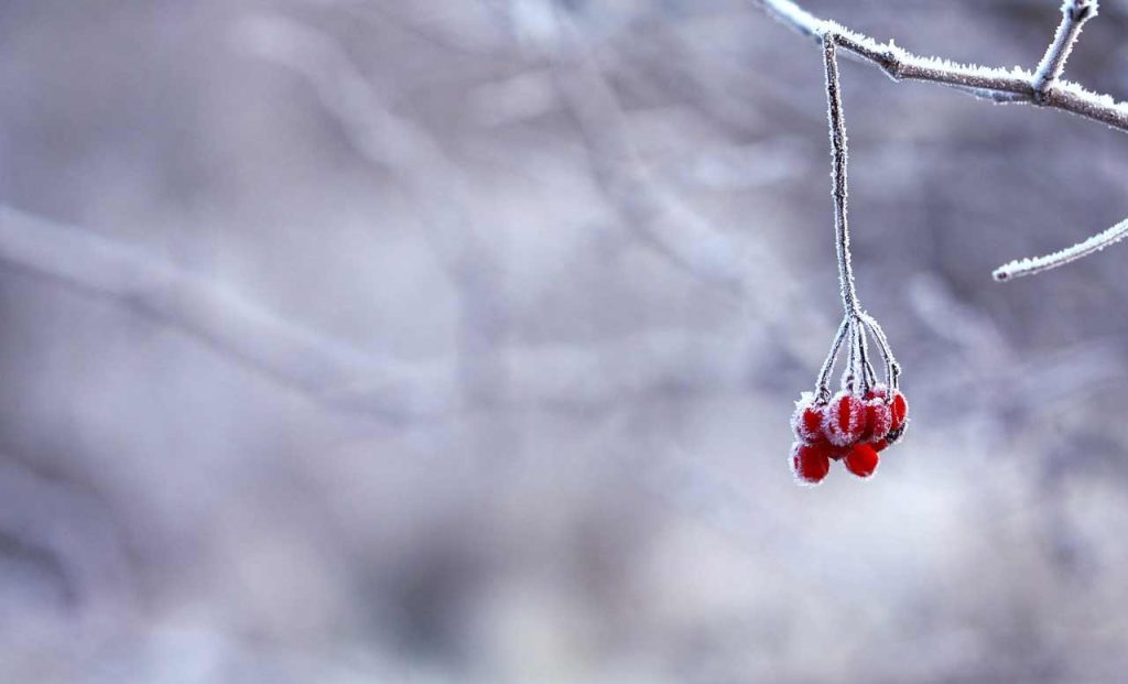 frozen cranberries