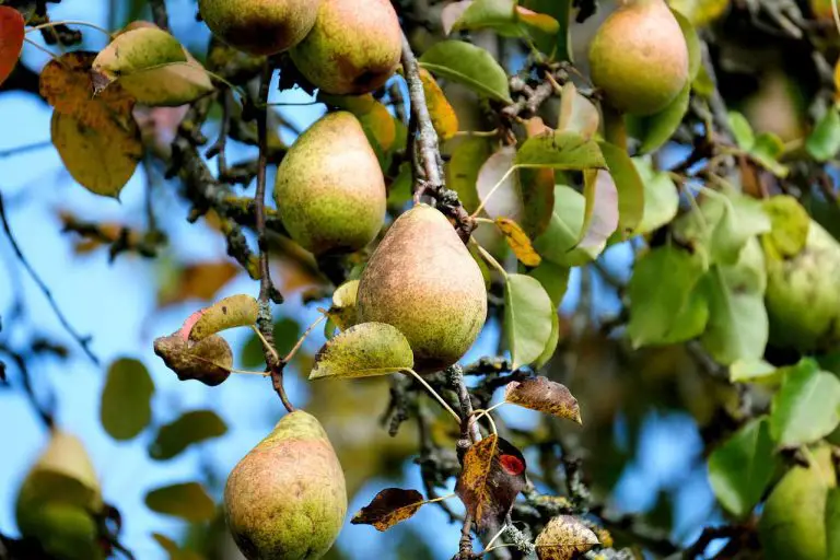 Surprising Health Benefits of Pear Juice