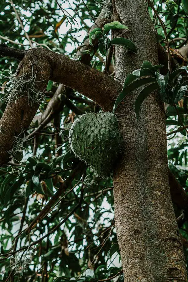 The Ultimate Guide to Soursop Juice